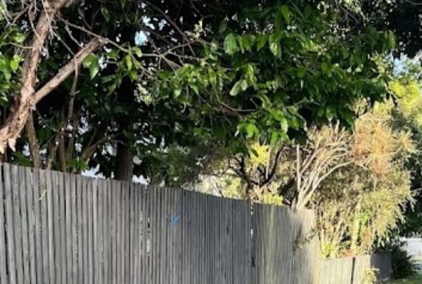 A weathered timber paling fence under trees