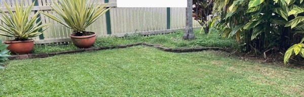 A mown lawn with potted agaves and tropical garden beds along the fence