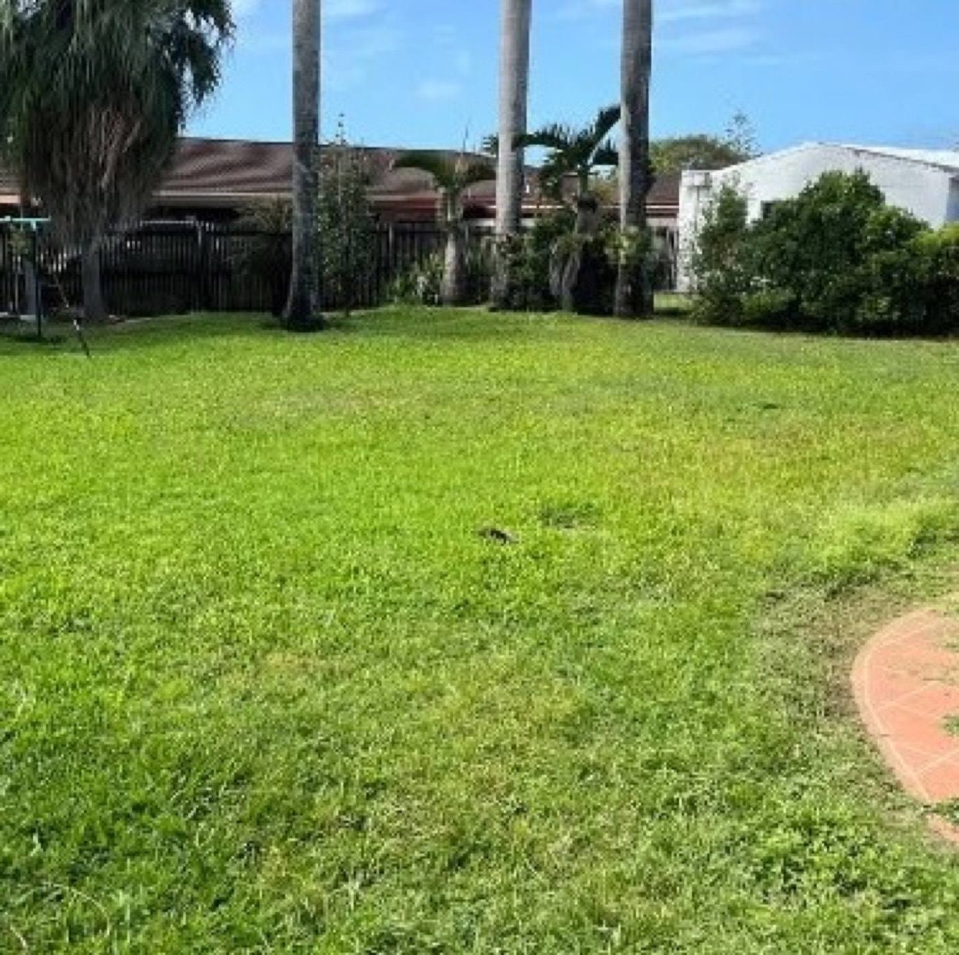 A freshly mown backyard with palms along the back boundary